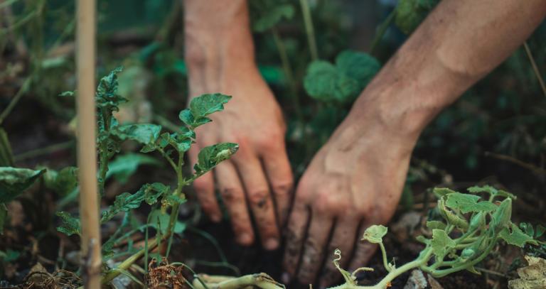 Hands planting in garden