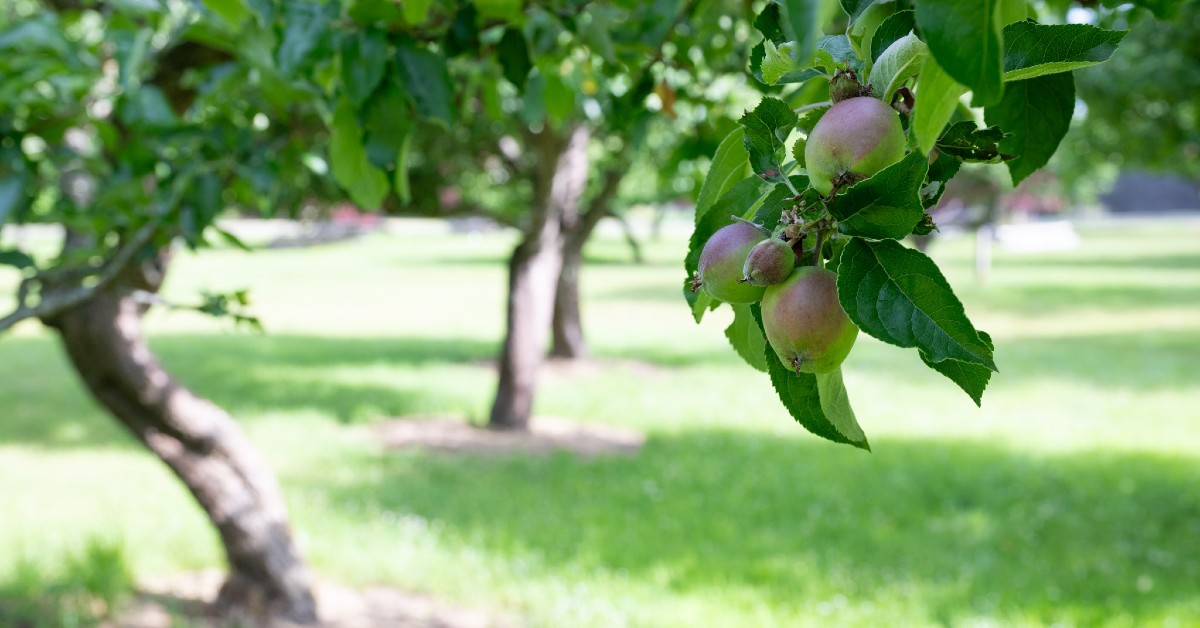 Close up of apples growing on a tree in an orchard.