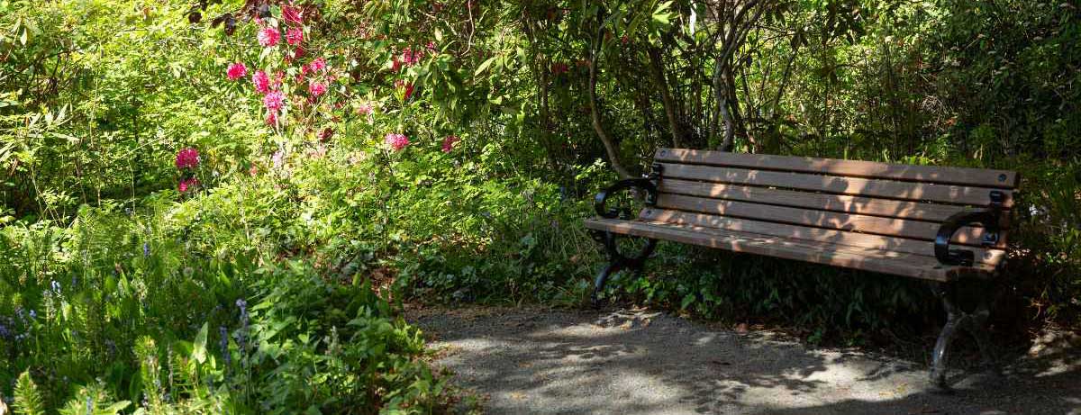 A bench rests under a tree, surrounded by green forest at Royal Roads University