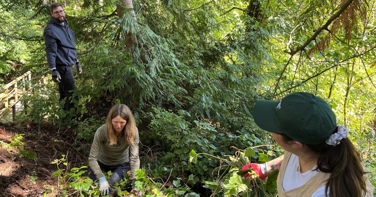 Healthy Planet Club members removing English Ivy from forest