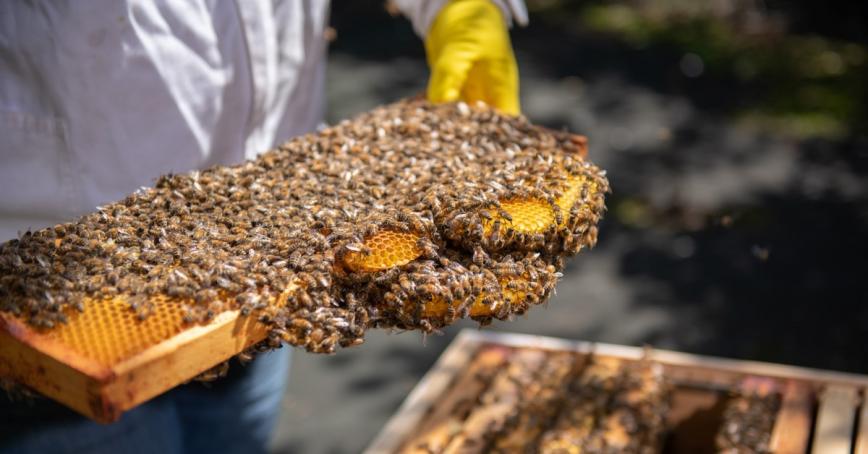 A cluster of honey bees cling to a hive frame.