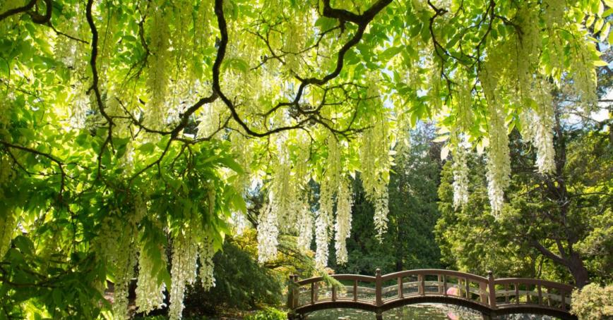 A tree hangs over a walking bridge in the Japanese Gardens at RRU