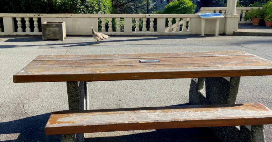 Picnic table on a patio overlooking Hatley Castle on a sunny day