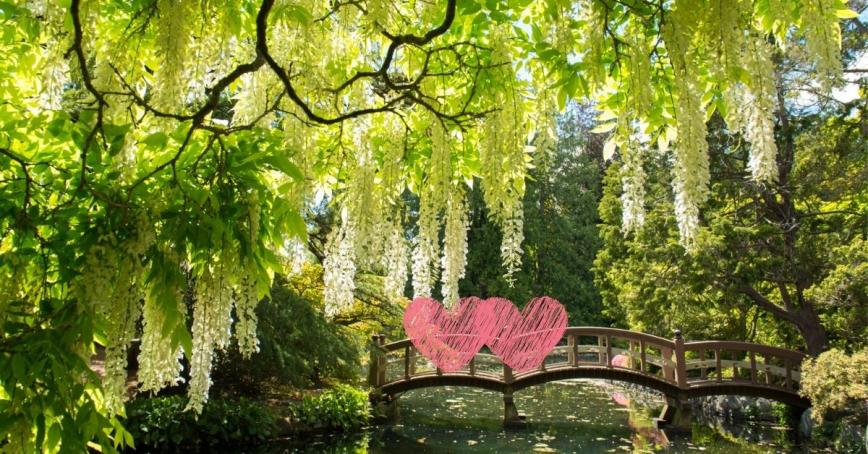 Two Hearts in the Japanese Garden