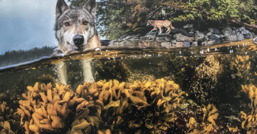 Two wolves can be seen in the ocean.