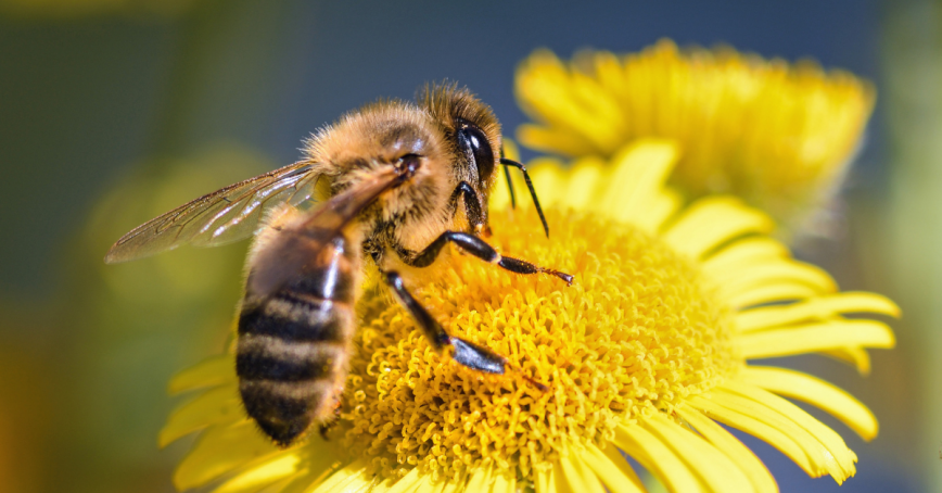 Close up of a honey bee on a yellow flower.