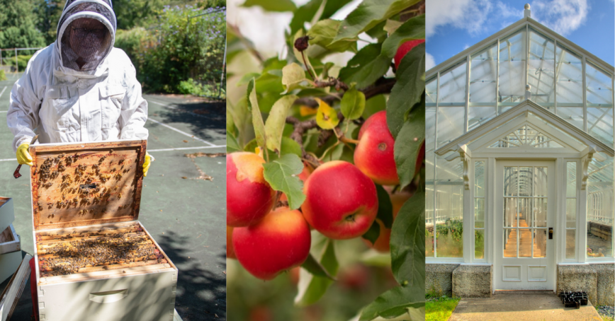 Three images from L to R: A beekeeper opens a hive; apples hang on a tree branch; a glass greenhouse