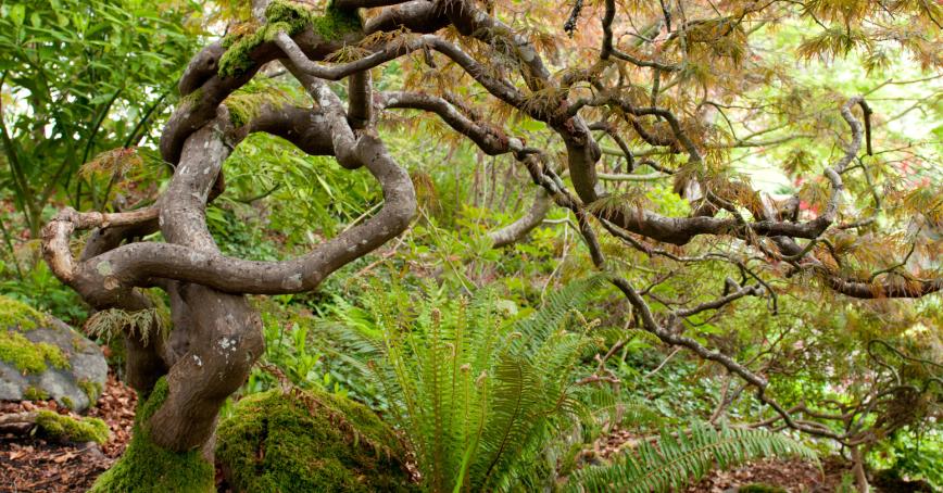 A tree and a fern growing together