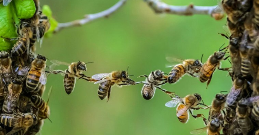 bees working together