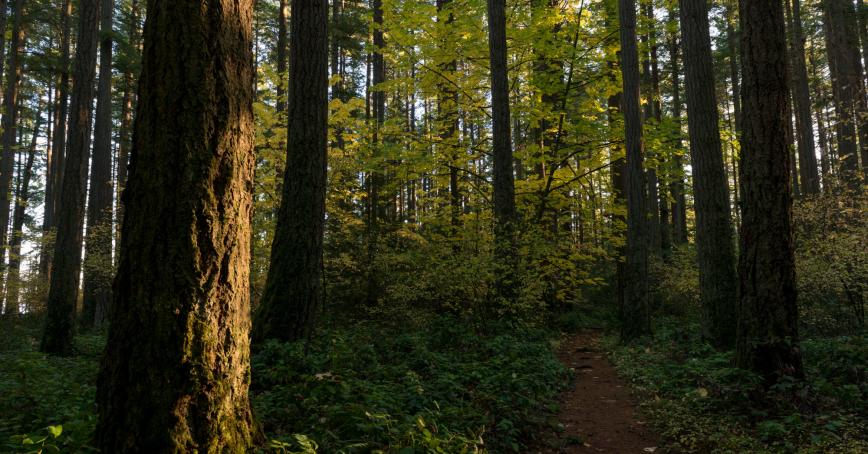 Trail winding through a forest of tall trees.