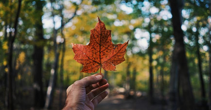 a maple leaf hold in front of a forest