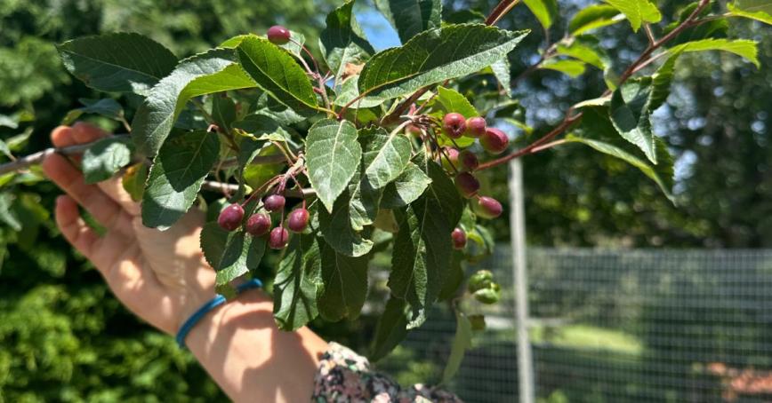 Hand reaching up to a crabapple tree in the Indigenous Medicine Garden at RRU