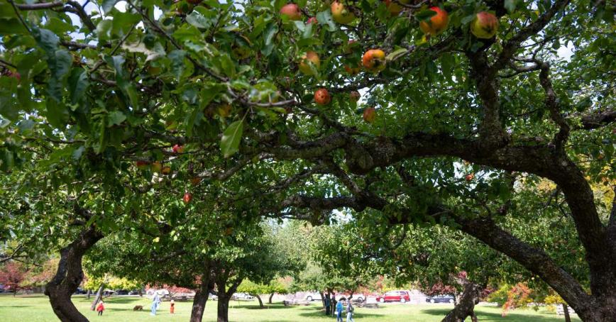 Ripe red apples on the branches of orchard trees on Salt Spring Island