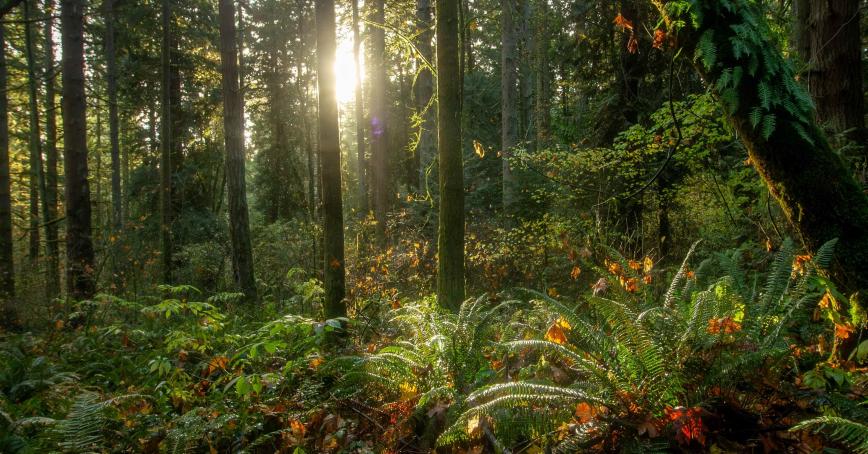 Unsplash free stock photo of Pacific Northwest forest