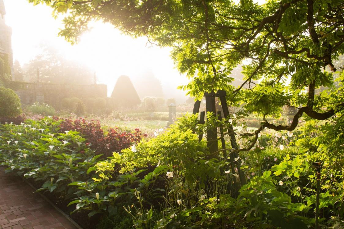 Italian-garden-trees-and-misty-sunlit-morning