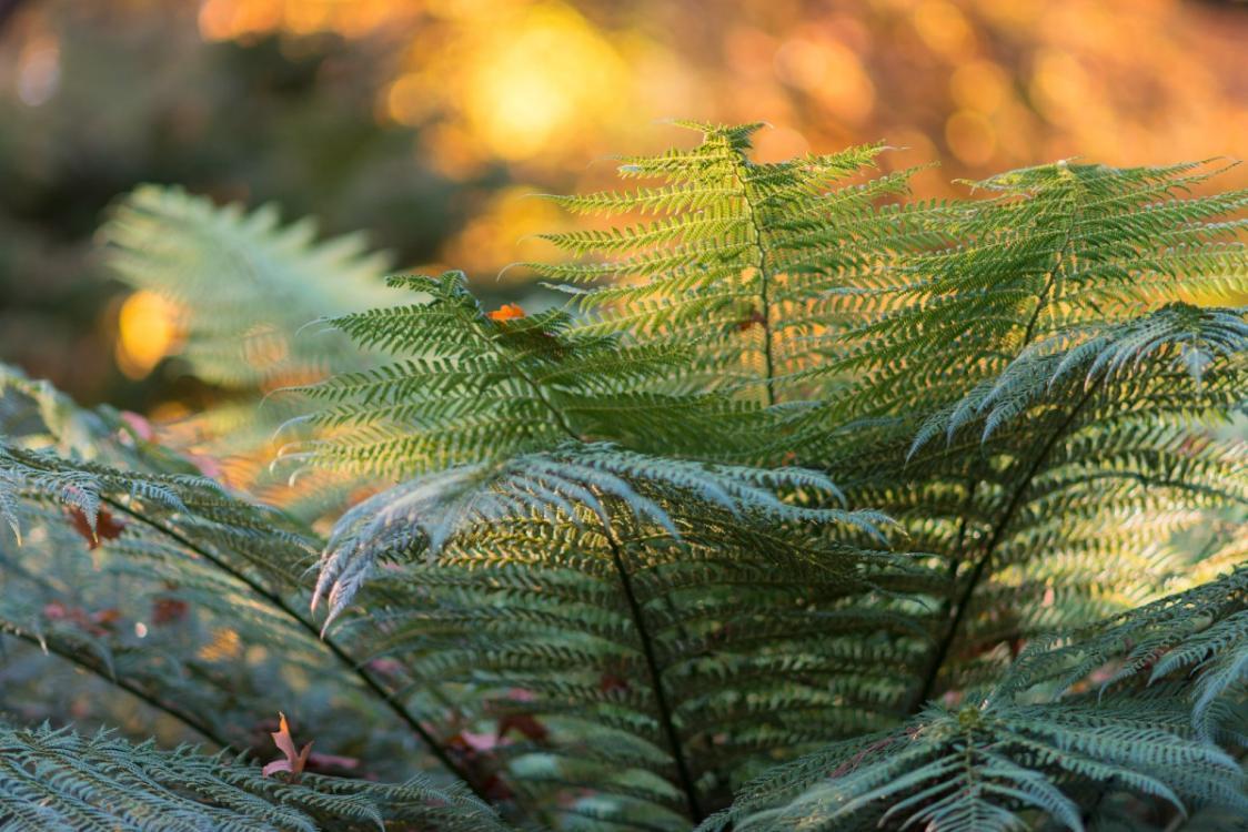 ferns-in-fall-light