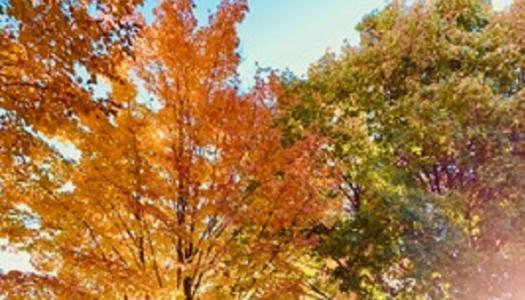 Trees starting to show the colour of fall.