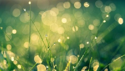 Close up picture of grass with rain drops on it.