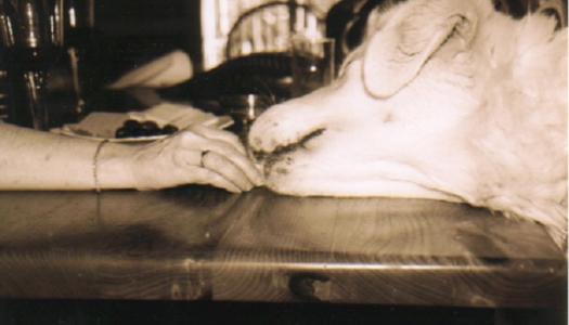 Dog with head on the table being fed food from someone's hand.