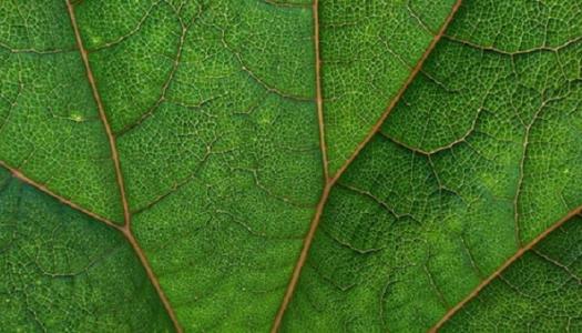 close up of a leaf showing all of the veins throughout.