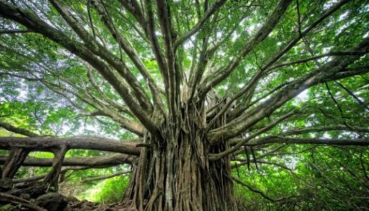 Old tree with many branches reaching into the sky.