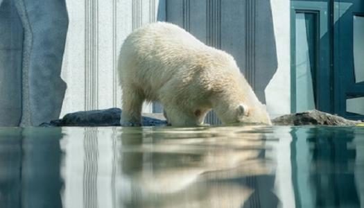 Polar bear drinking from pond in a zoo.