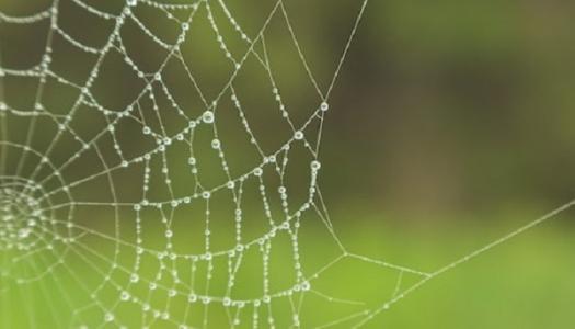 spider web with rain drops on it.