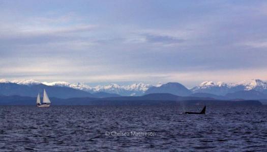 Whale-and-sailboat-in-ocean