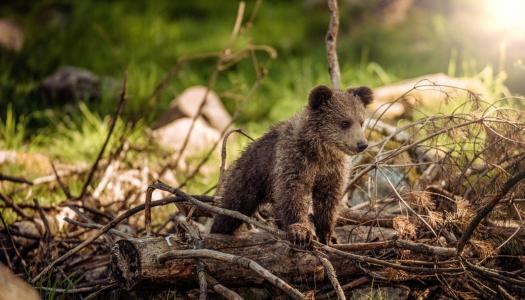 Black-bear-cub-in-forest