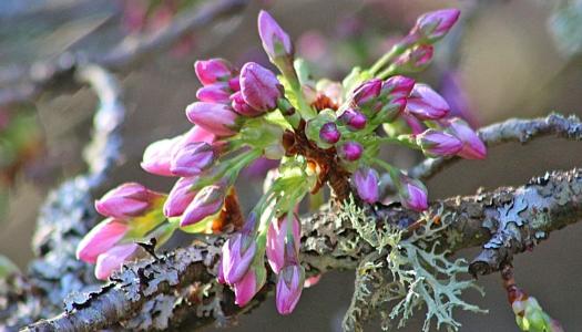 pink-flower-in-bud-on-branch