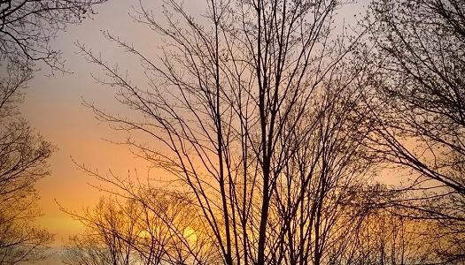 tree-branches-with-sunlight-behind