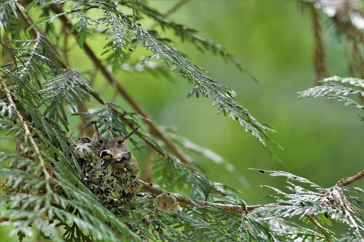 Nest Babies