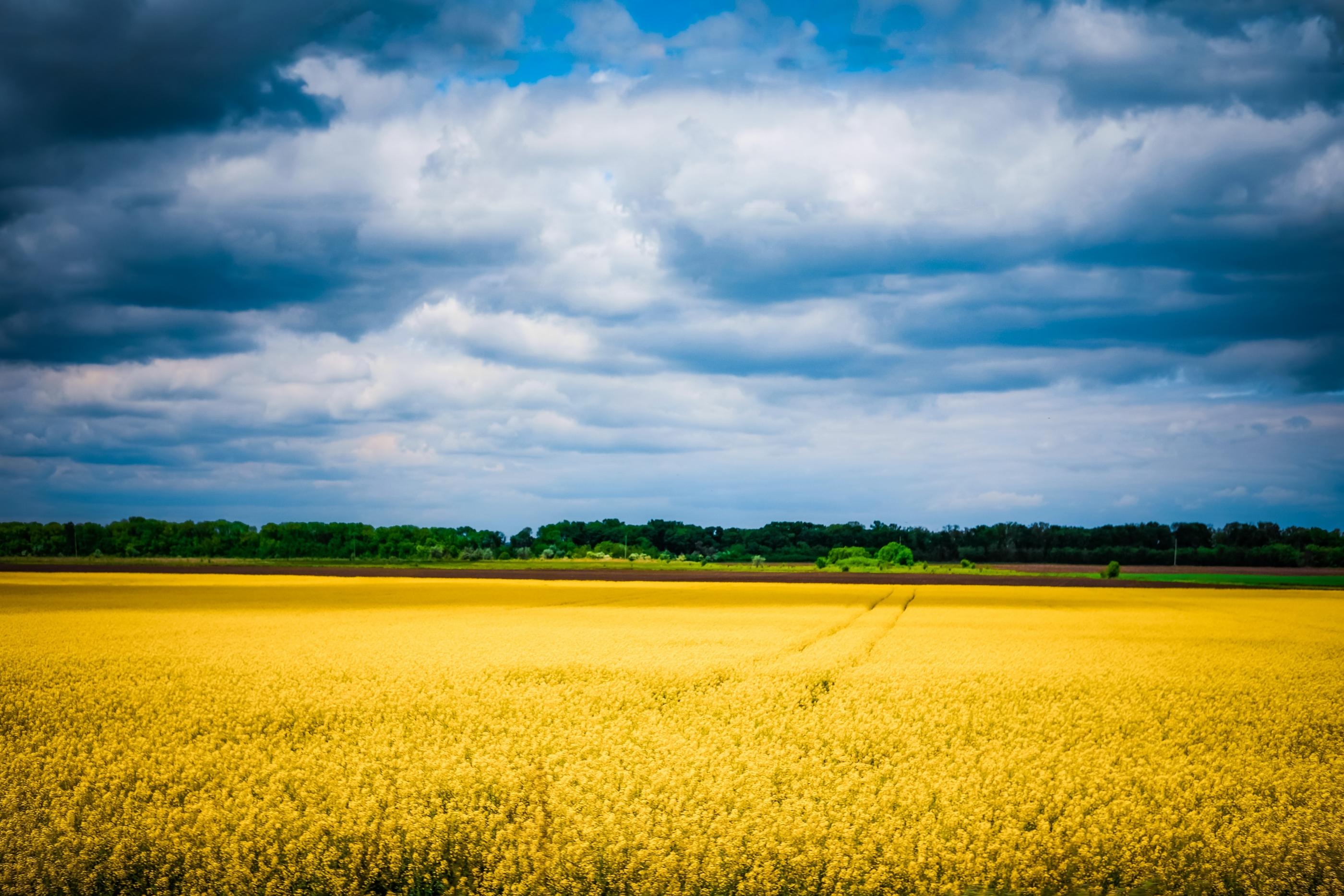 Green trees under white clouds and blue sky during daytime in the Ukraine