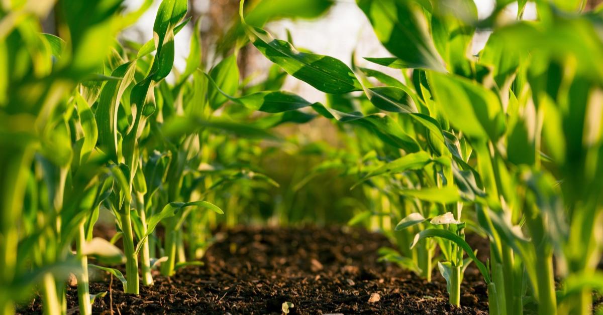 A close-up of seedlings emerging from the soil