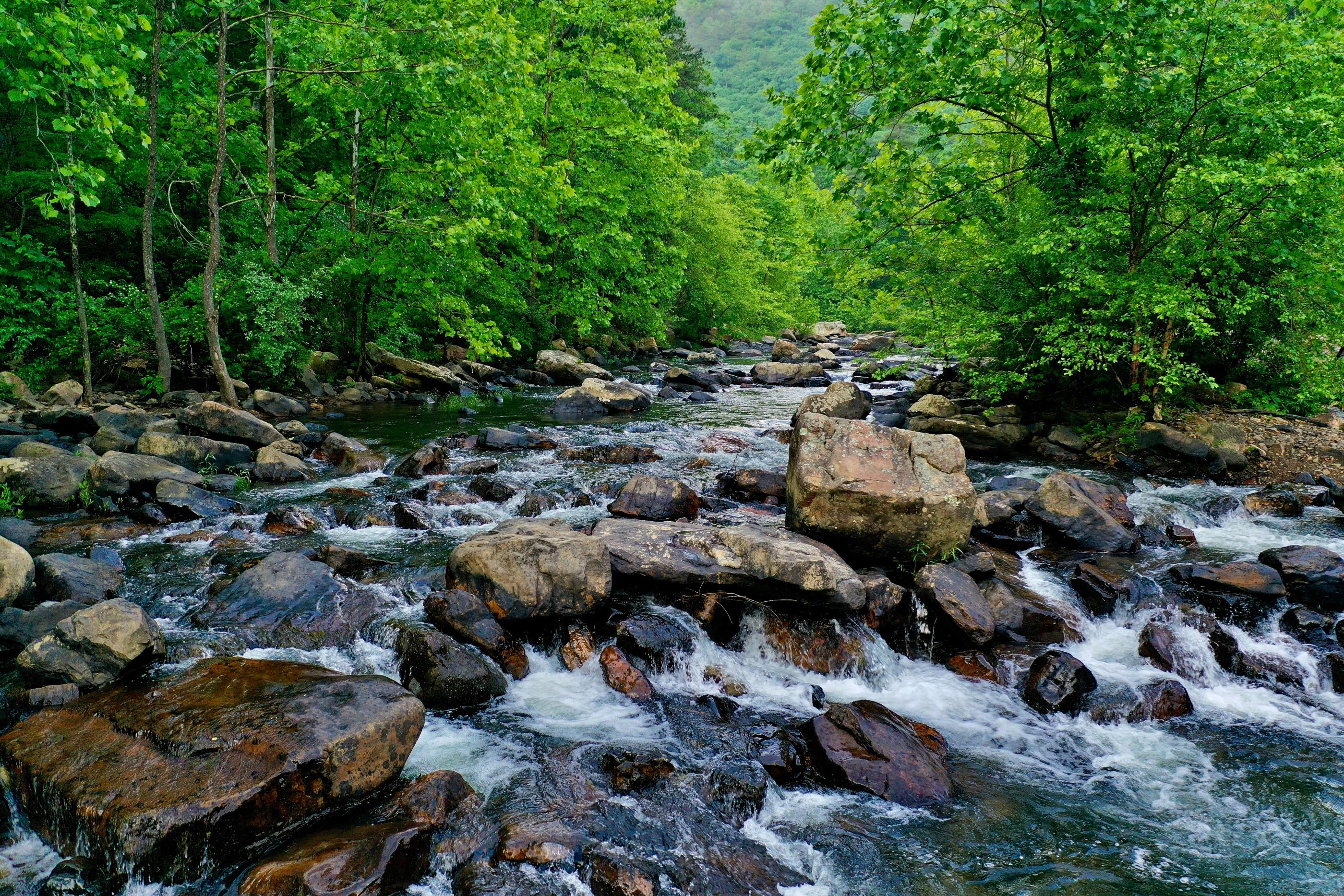 Water stream in the forest