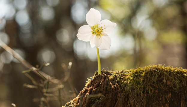 Flower on a tree stump