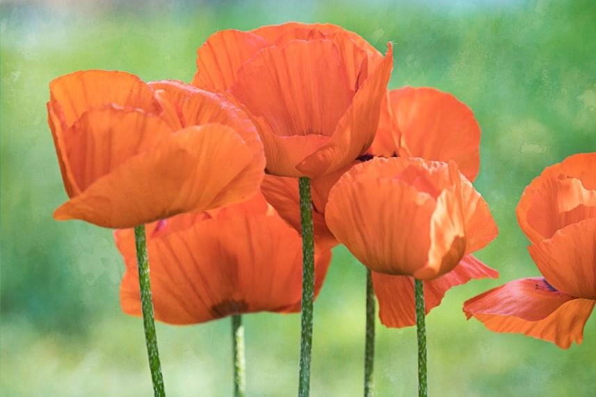 A close up image of orange spring flowers.