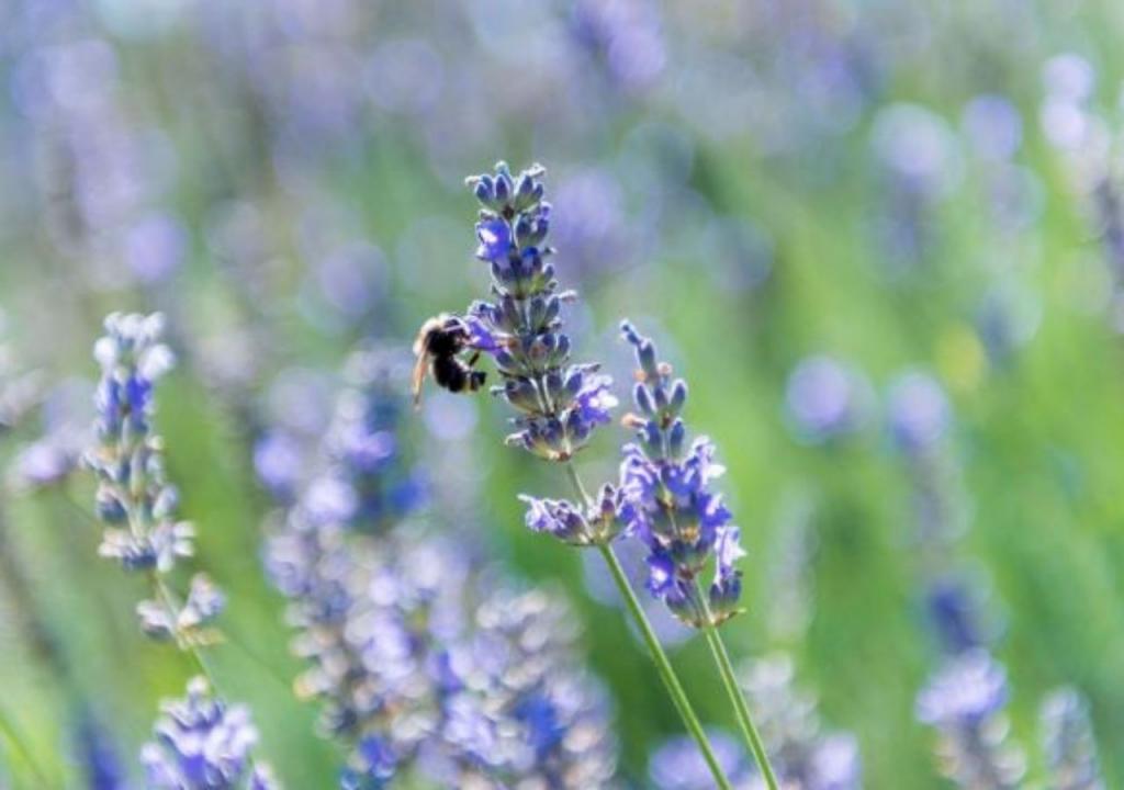 A bee clings to lavender in the green grass.