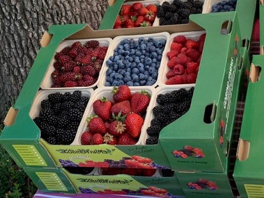 Flats of different kinds of berries.