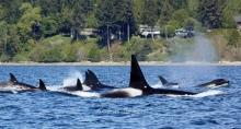 pod-of-whales-in-ocean-houses-on-land-in-background