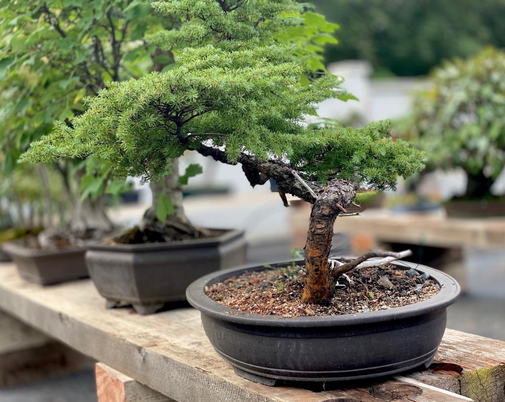 A bonsai on a wooden bench, with many bonsai in the background.