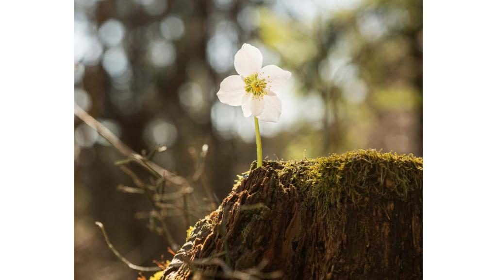 A Growing Jasmine Flower 