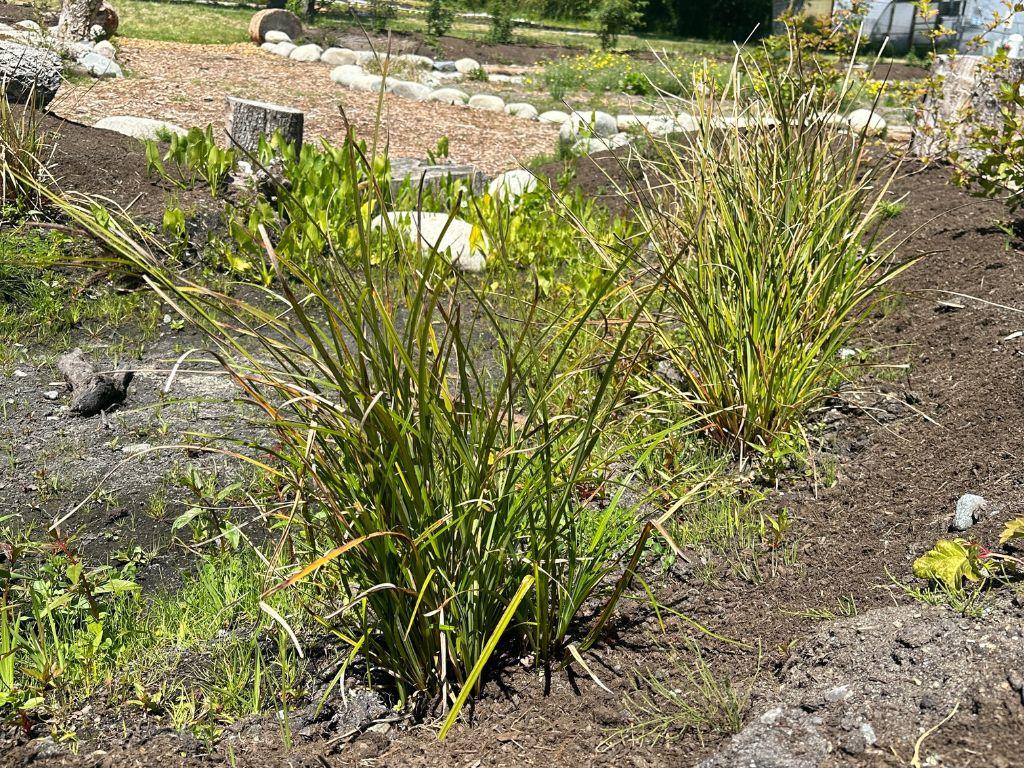 Long grassy plant in soil