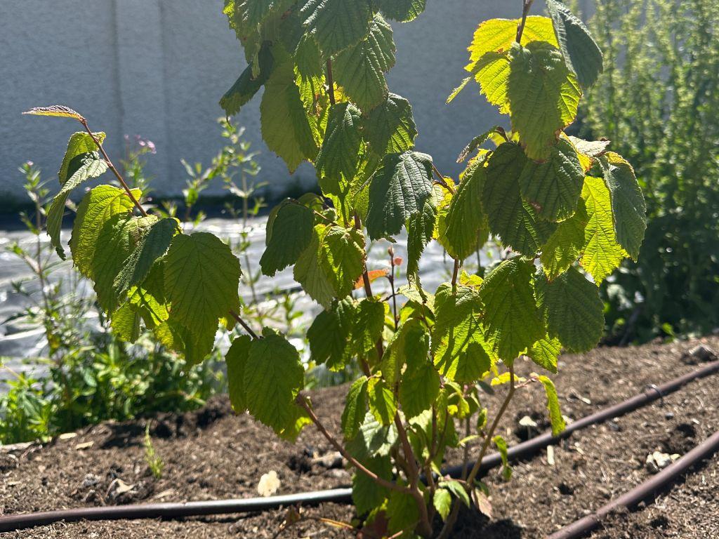 Small green plant with big leaves