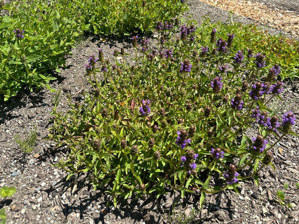 Round bushy plant with purple flowers