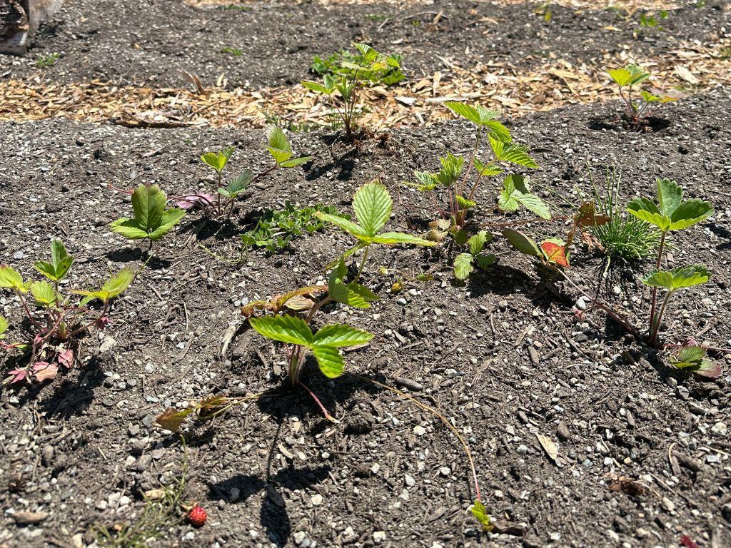 Small green plants with small red berries