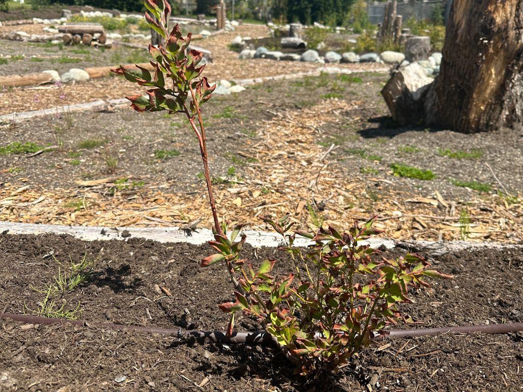 Short bushy brown plant