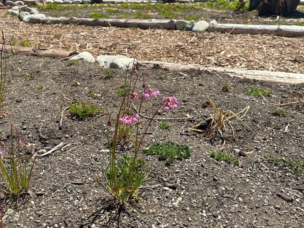 Small green plant with a curved head of purple flower