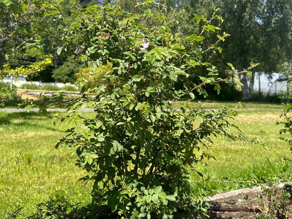 Bushy plant with pink wild roses