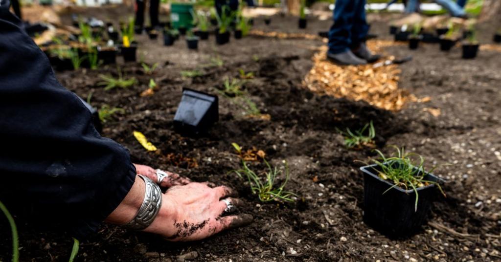 A close-up of a person's hands planting something in the Indigenous Medicine Garden